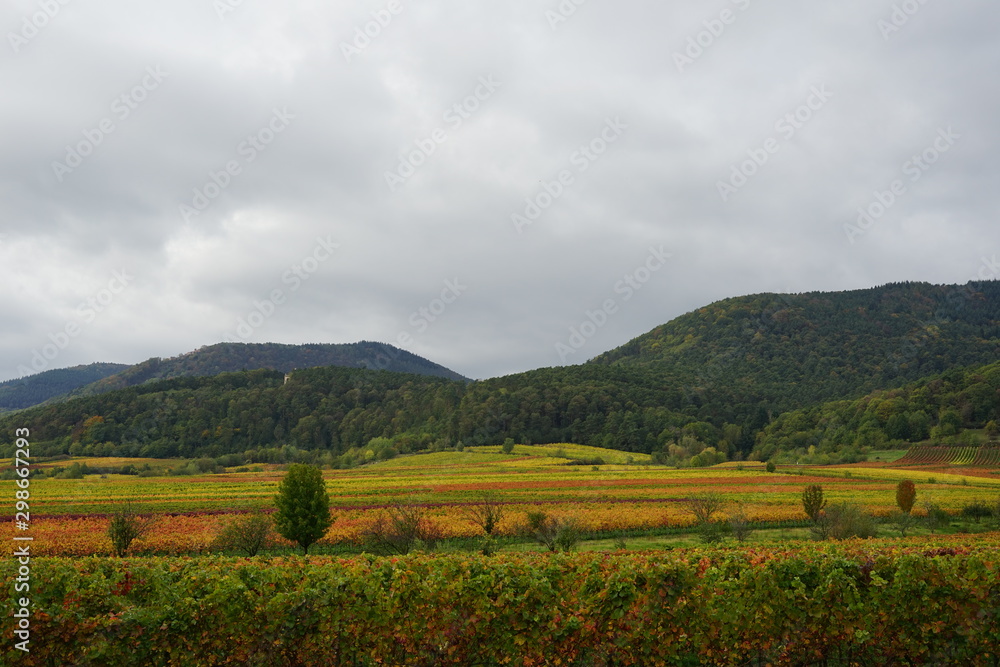 Goldener Herbst in den Weinbergen bei St. Martin in der Pfalz