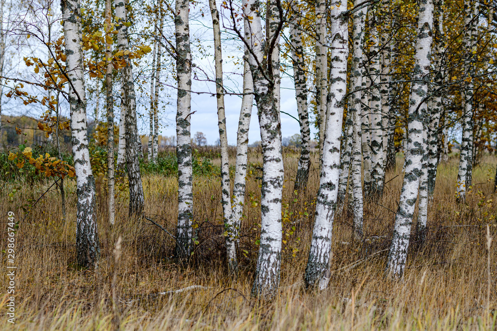 naked birch aspen trees in autumn forest woth some orange leaves left naked birch aspen trees in autumn forest woth some orange leaves left