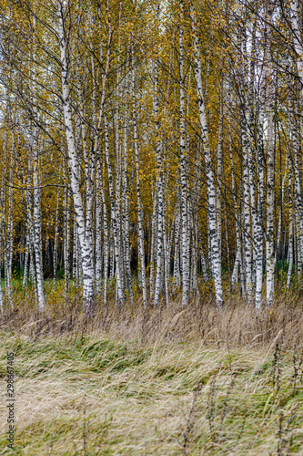 naked birch aspen trees in autumn forest woth some orange leaves left