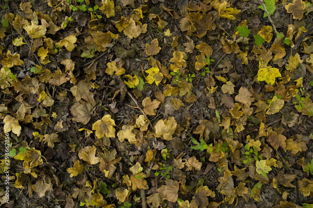Foto Stock Texture di foglie secche in autunno nel bosco | Adobe Stock