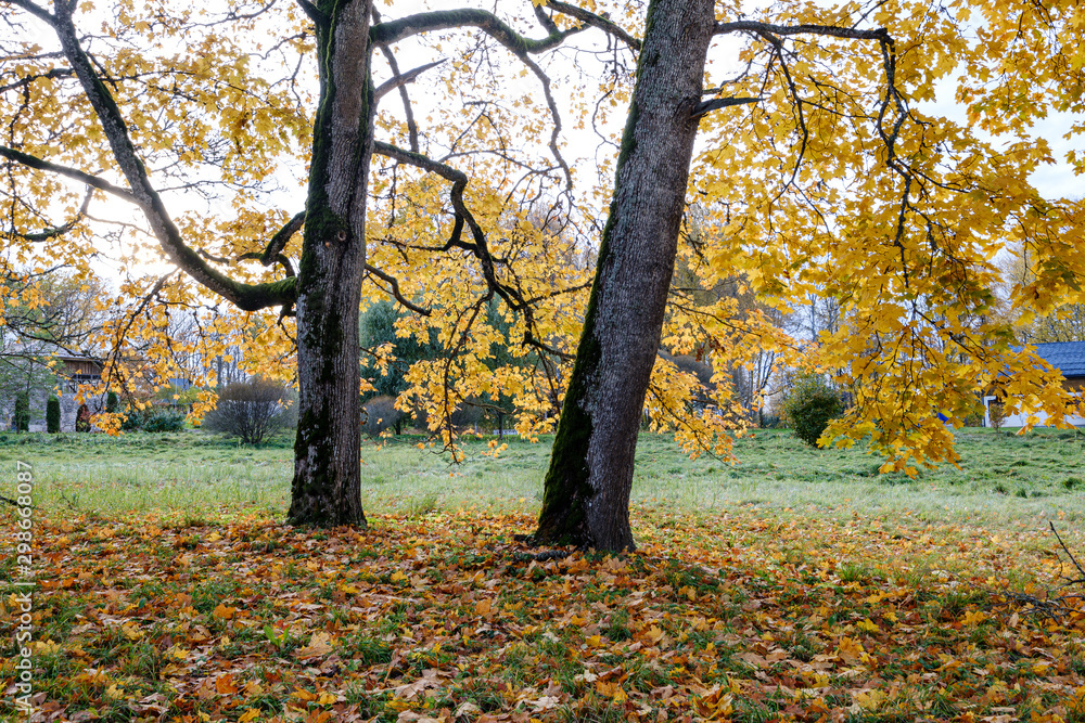 naked trees in autumn forest woth some orange leaves left naked trees in autumn forest woth some orange leaves left