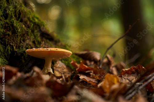 Mushroom in the forest late autumn