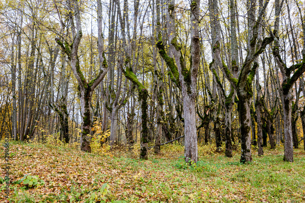 Obraz premium naked trees in autumn forest woth some orange leaves left