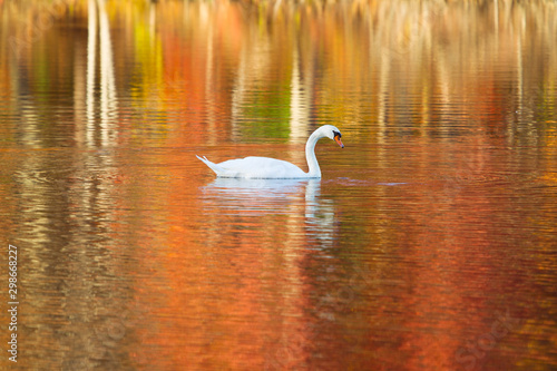 Swan in Autumn Lake with Beautiful Refection Colors