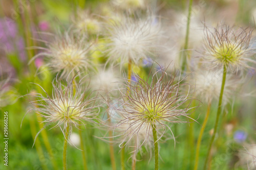 Pulsatilla alpina alpine pasqueflower plant