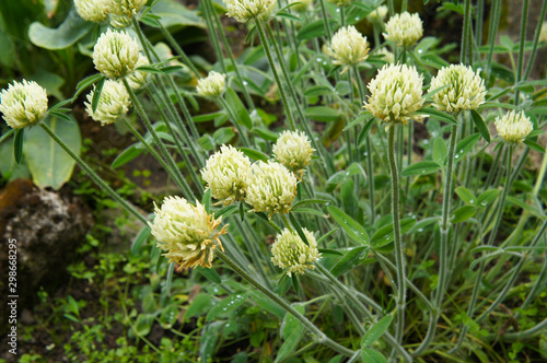 trifolium montanum or mountain carpet clover green plant