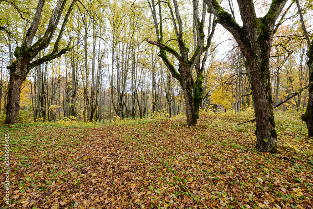 naked trees in autumn forest woth some orange leaves left naked trees in autumn forest woth some orange leaves left