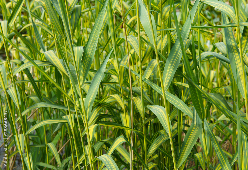 Fototapeta premium Phragmites australisvariegata reed grass background 