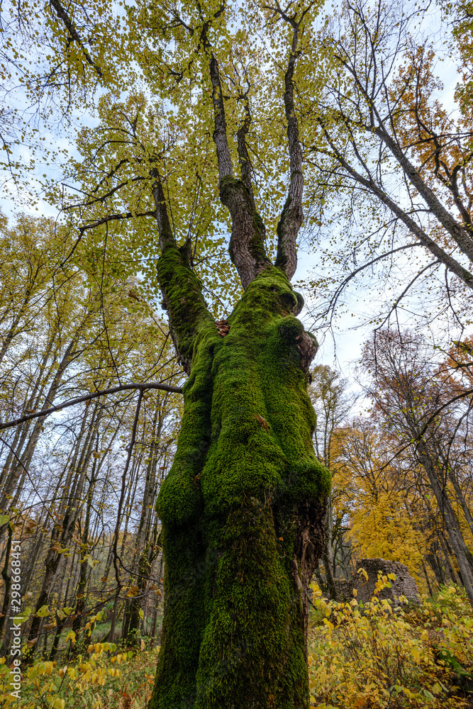 Fototapeta premium naked trees in autumn forest woth some orange leaves left