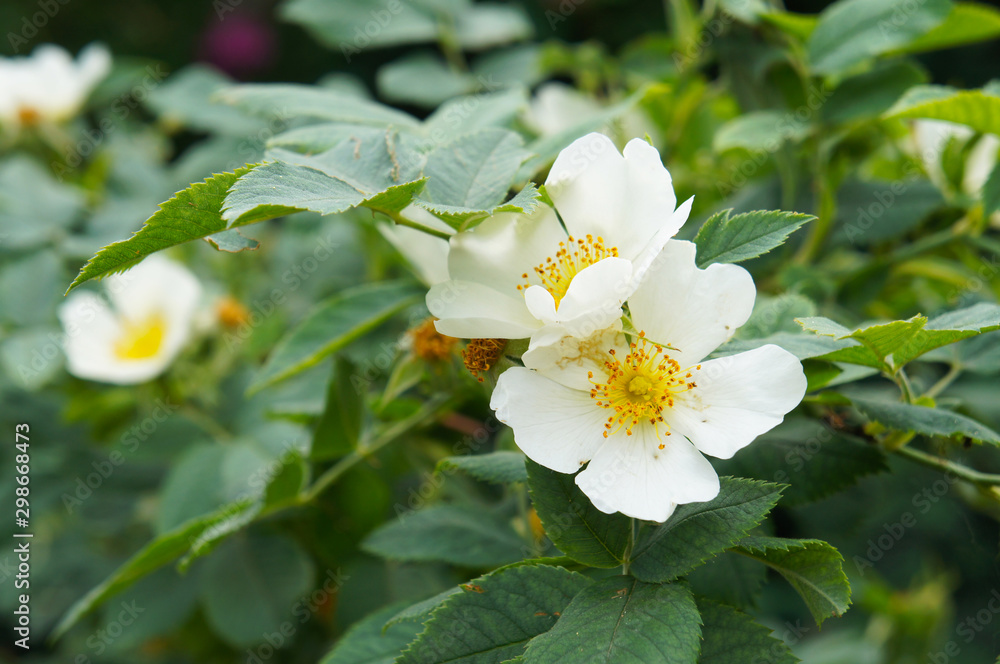 Rosa xanthina or wild shrub rose white flowers Rosa xanthina or wild shrub rose white flowers