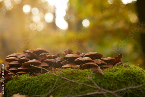 Ringless honey mushrooms isolated on a tree trunk
