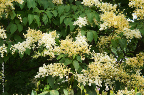 Syringa reticulata japanese tree lilac blooming plant