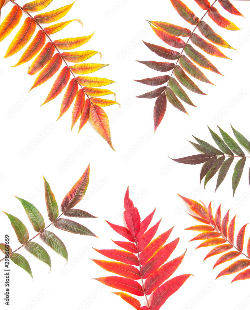 Autumn yellow red leaves on a white background. Autumn yellow red leaves on a white background.