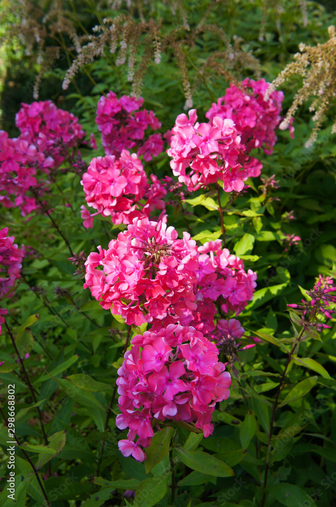 Phlox paniculata windsor red flowers vertcial Phlox paniculata windsor red flowers vertcial