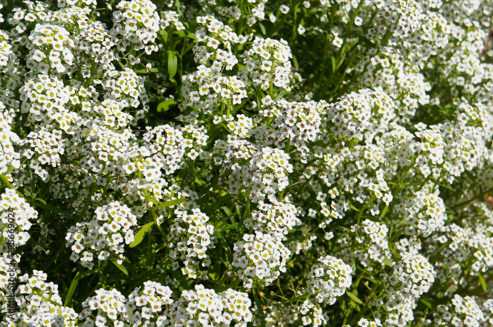 Lobularia maritima silver stream many white flowers