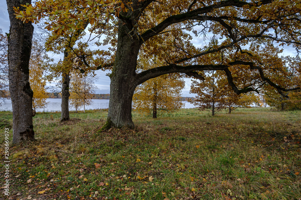 naked trees in autumn forest woth some orange leaves left naked trees in autumn forest woth some orange leaves left