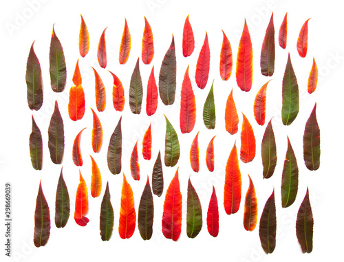 Background image of colorful autumn green and red leaves on a light background.