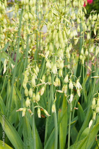 Galtonia viridiflora white green flowers vertical