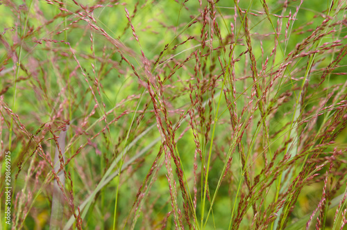 Foto Miscanthus sinensis ferner osten plant close up