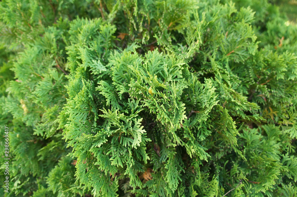 thuja occidentalis danica green plant Stock Photo | Adobe Stock