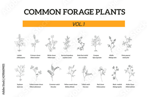 Big set of common forage plants  hand drawn. Alfalfa  vetch  clover  soybean  lespedeza trefoil  cowpea  lablab