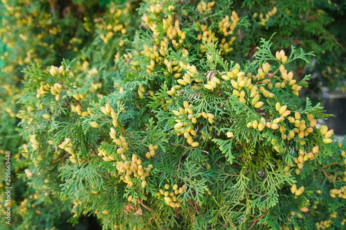 Thuja occidentalis holmstrup super good green shrub