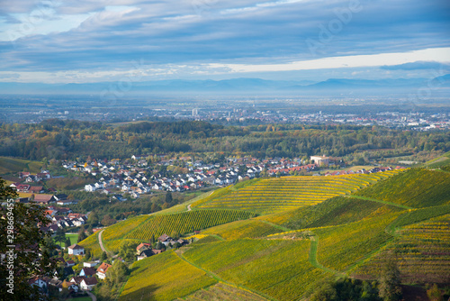 Fototapeta Naklejka Na Ścianę i Meble -  Herbstliche Weinberge in Durbach in der Ortenau