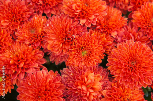 Tablou canvas Mums chrysanthemum branhill red flowers