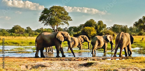 Photography elephants herd at a water pond