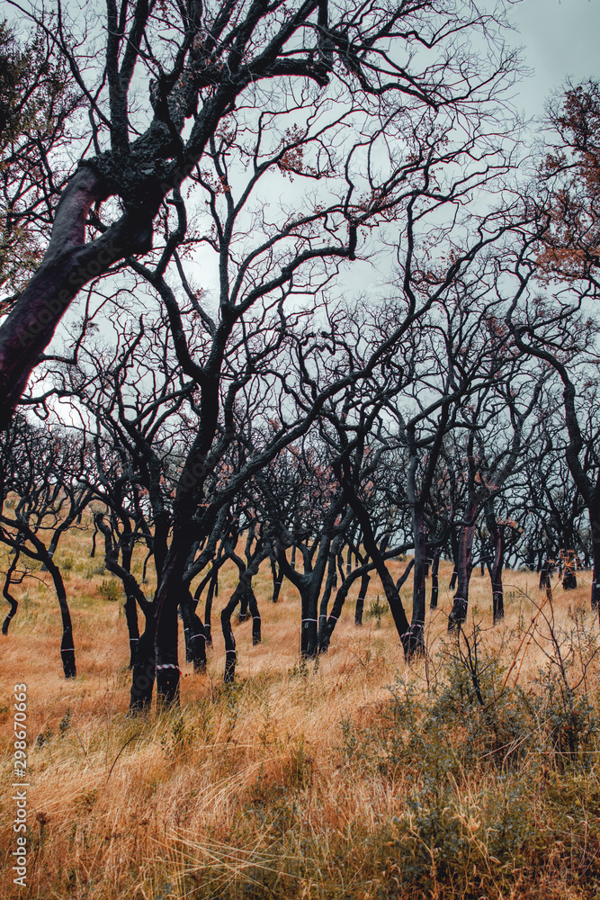 Famous cork oak trees in the autumn summer mountain nature. Burned trees after bush fire and destroyed nature. Serra de Monchique, Algarve in Portugal Famous cork oak trees in the autumn summer mountain nature. Burned trees after bush fire and destroyed nature. Serra de Monchique, Algarve in Portugal