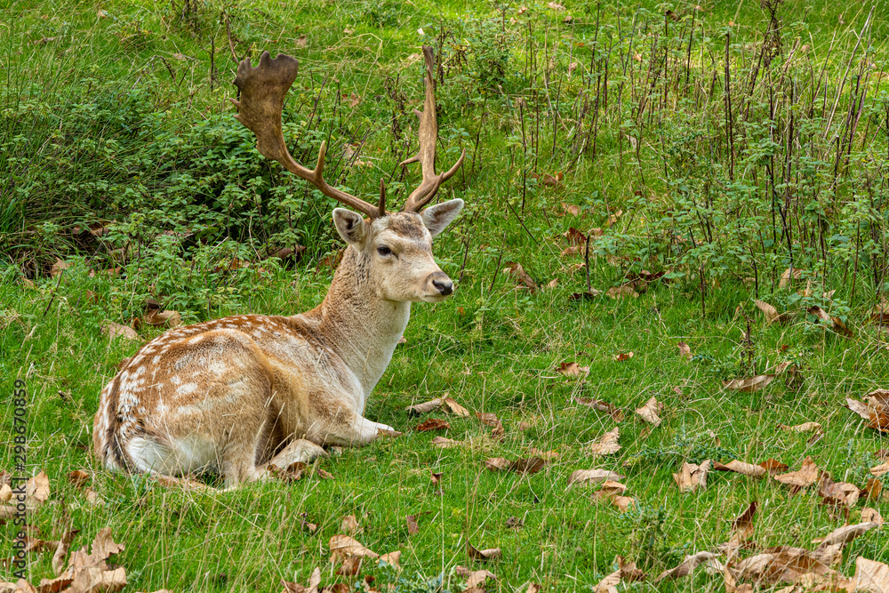 Obraz premium Fallow deer stag