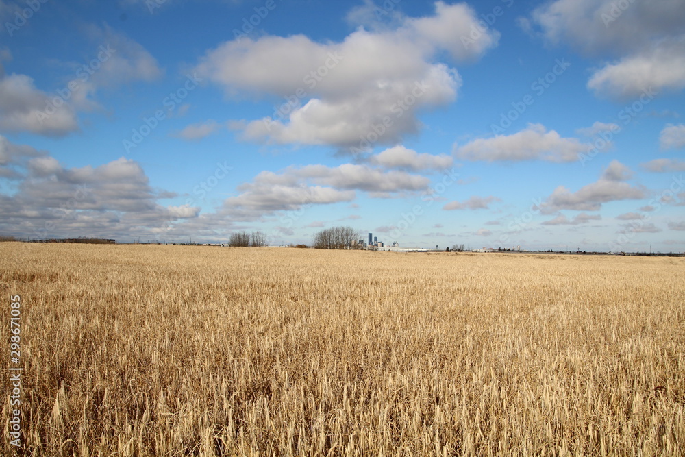 Autumn In The Wheat Field, Pylypow Wetlands, Edmonton, Alberta