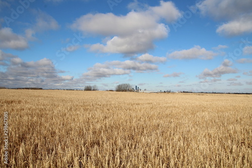 Autumn In The Wheat Field  Pylypow Wetlands  Edmonton  Alberta