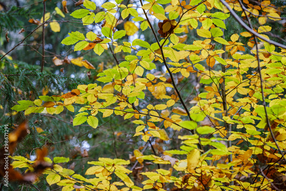 orange autumnal tree leaves on the branches in bushes orange autumnal tree leaves on the branches in bushes