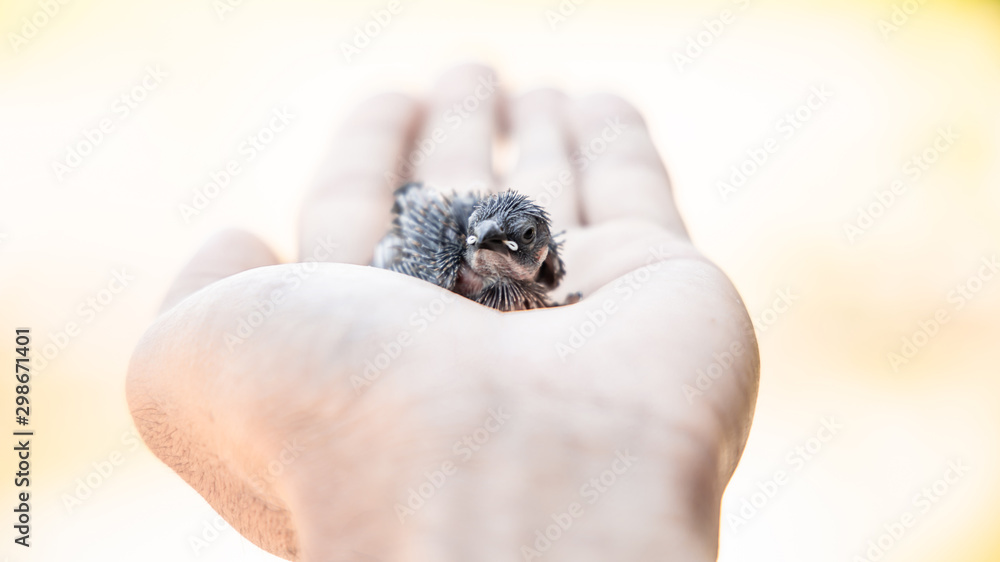 small bird on the hand with nature blurred backdrop. Warm tone.