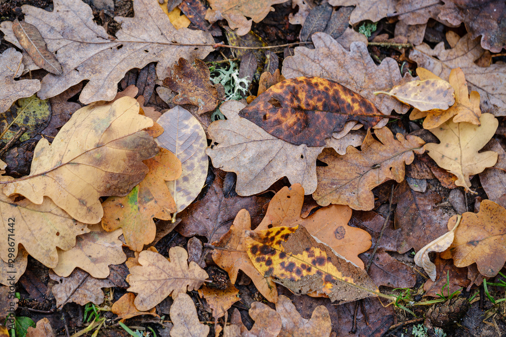 dark brown autumnal tree leaves on the ground dark brown autumnal tree leaves on the ground
