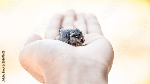 small bird on the hand with nature blurred backdrop. Warm tone.