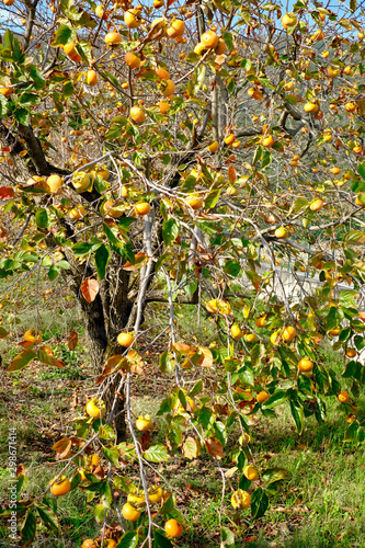 ARBRE A FRUIT LE COING photo