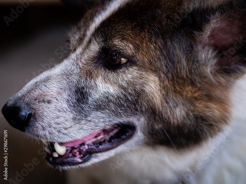 dog waiting for master