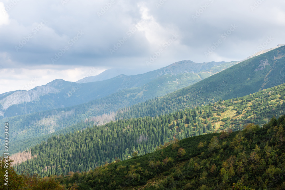 Fototapeta premium Mountain pine and forests in the mountains. Polish Tatras
