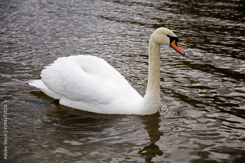 Fototapeta premium White Swan floating on the lake.