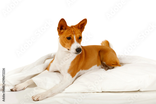 Cute dog Basenji lying on bed