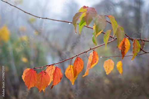 Tree branch with yellow autumn leaves on a cloudy foggy day