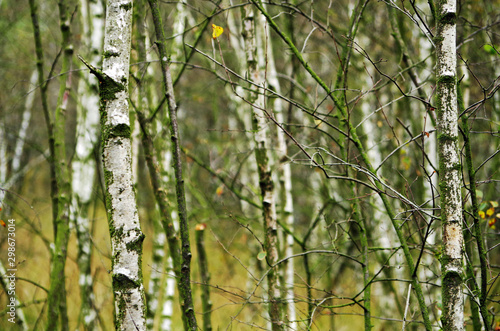 birch trees in a bog forest