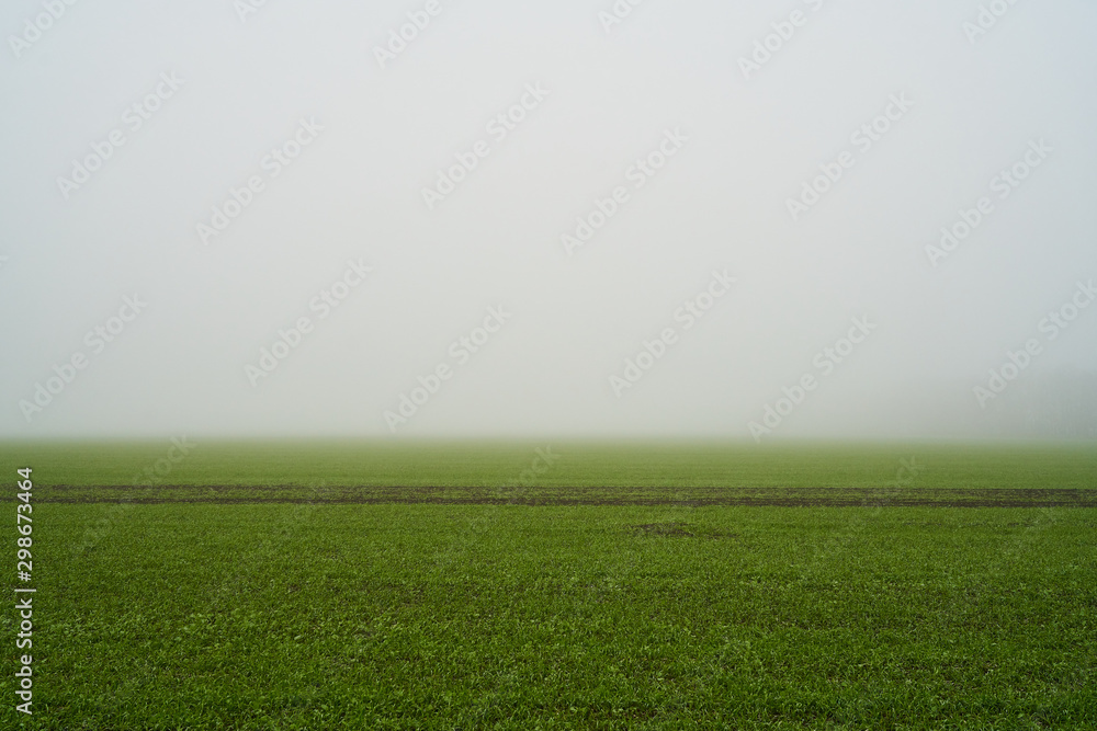 Fototapeta premium green field in foggy haze