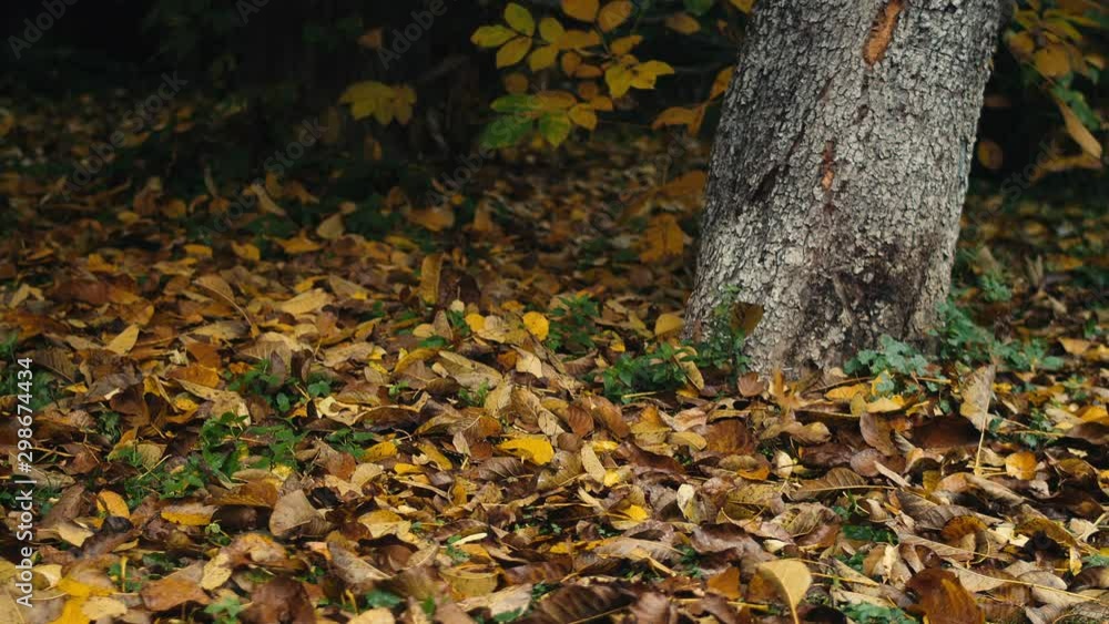 Gold autumn leaves fall from tree to cover ground, slow motion Gold autumn leaves fall from tree to cover ground, slow motion