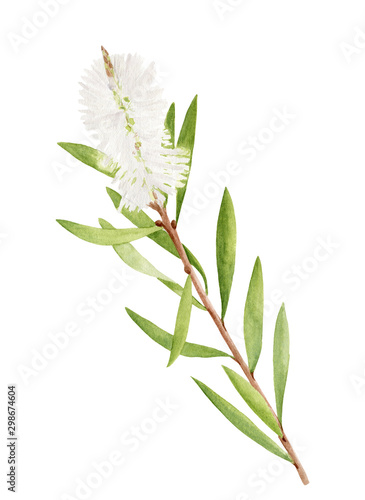 Watercolor tea tree branch with leaves and flower. Hand drawn botanical illustration of Melaleuca alternifolia. Green medicinal plant isolated on white background for cosmetics  package  essential oil