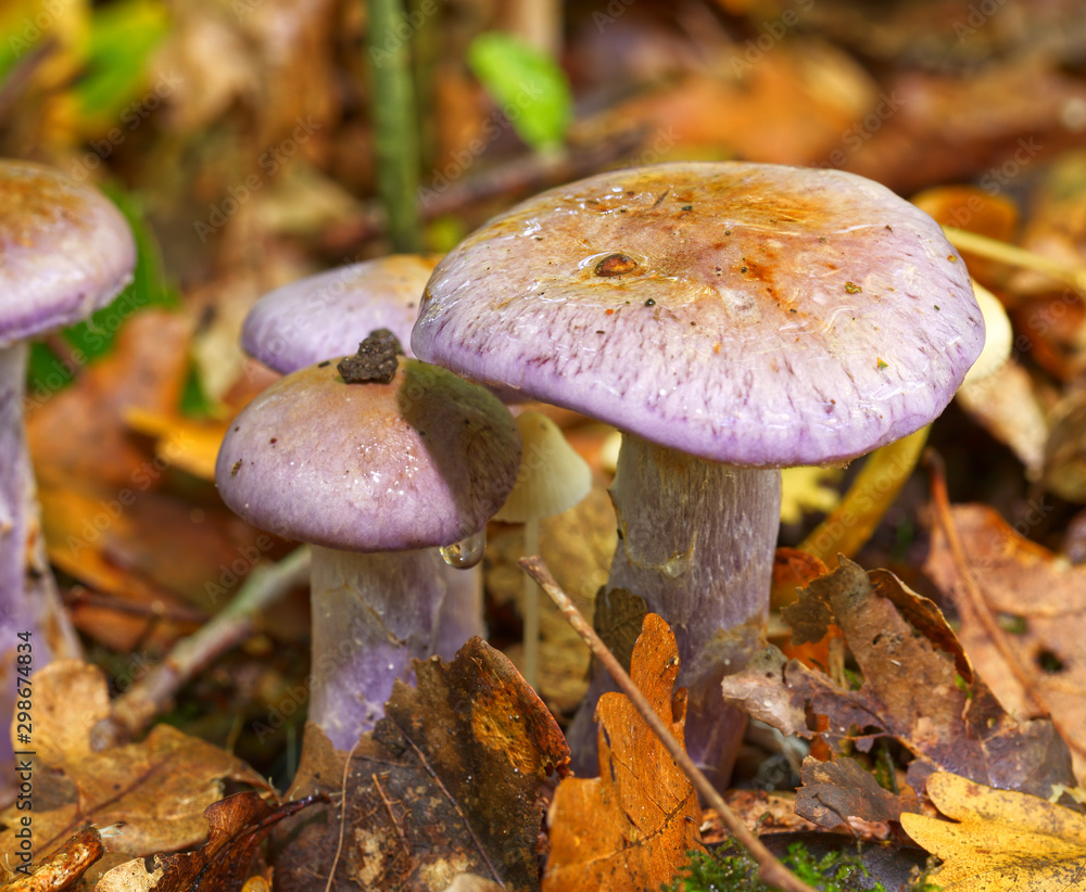 Close up of delicate violet and purple mushrooms in forest Close up of delicate violet and purple mushrooms in forest
