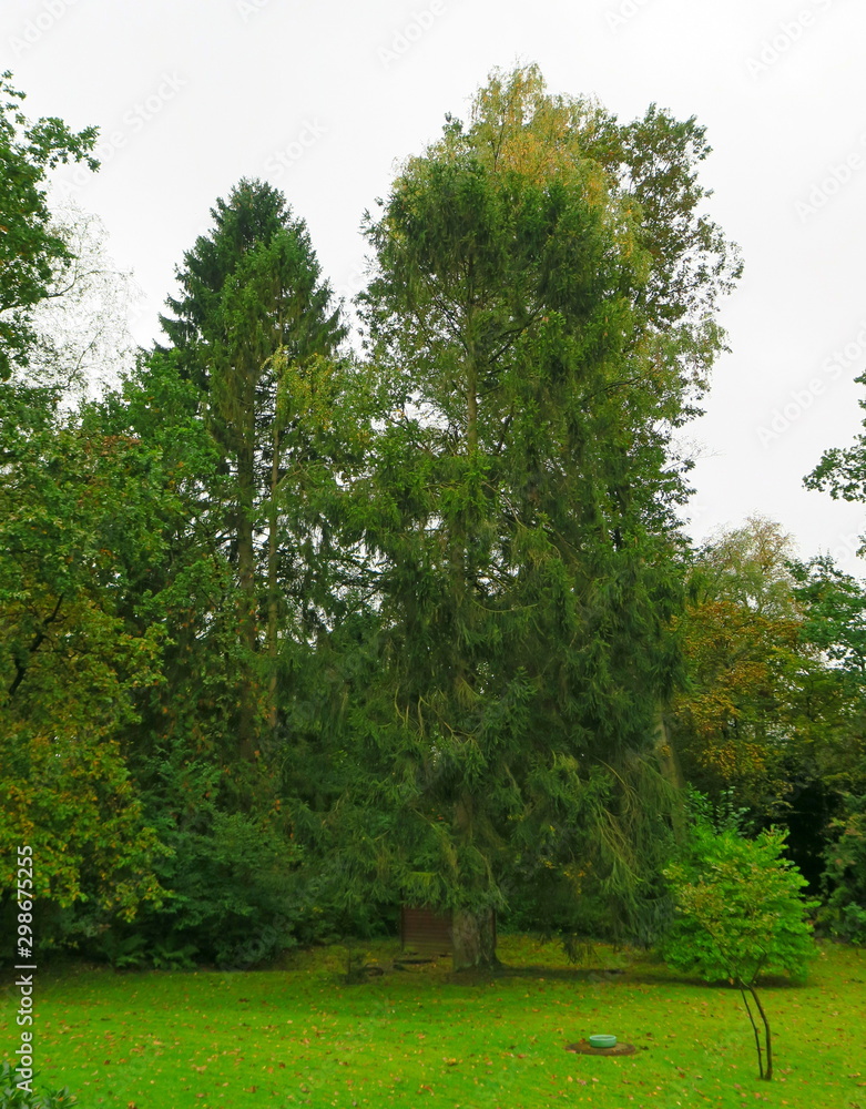 Fototapeta premium Drzewo w ogrodzie