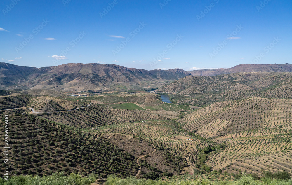 Terraces of grape vines for port wine production line the hillsides of the Douro valley at Barca de Alva in Portugal
